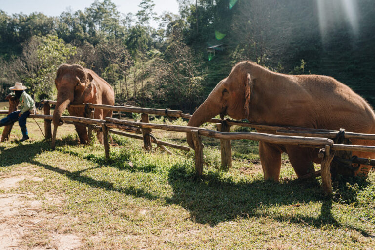 Chiang Mai Elephant Sanctuary photo 1